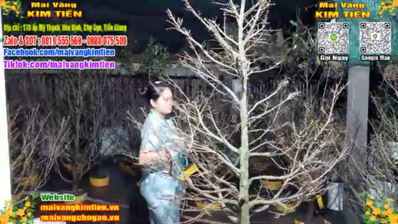 Phôi Mai Thủ Đức Giá Rẻ Bao Ship Bao Sống Toàn Quốc - Mai Vàng Kim Tiền Chợ Gạo