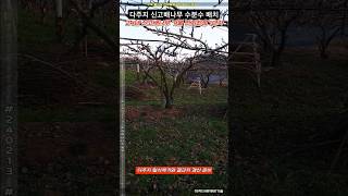 다주지 신고배나무 수분수 배치