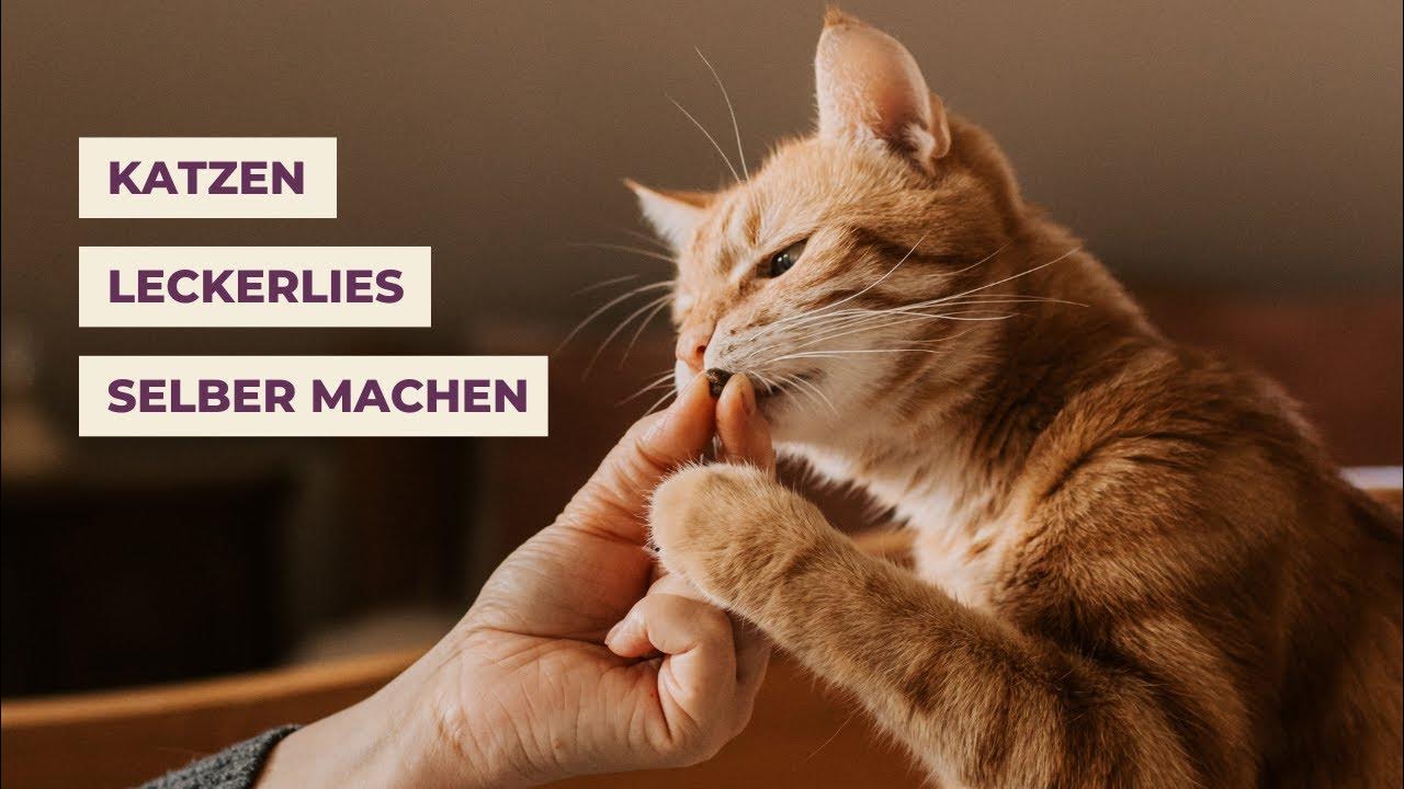 Katzenleckerlies Ohne Getreide Und Zucker Selber Machen www.youtube.com