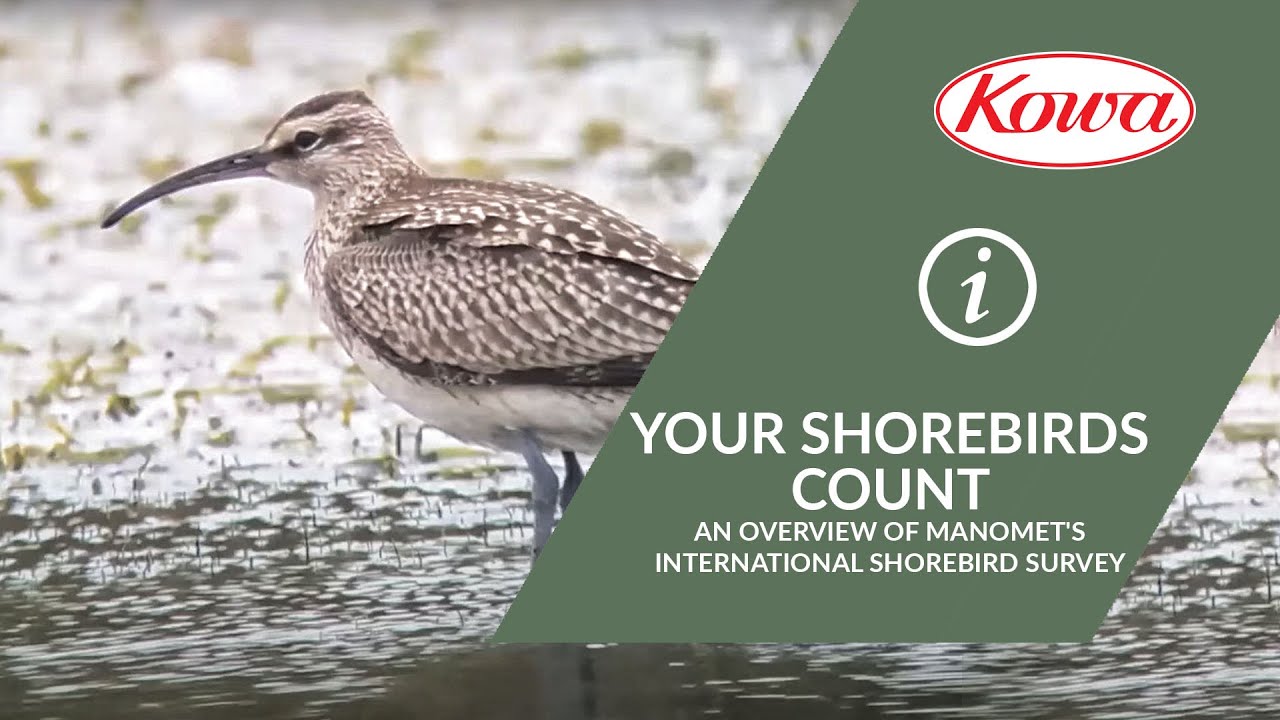 Kowa Webinar: Your Shorebirds Count: An Overview of Manomet's International Shorebird Survey.
