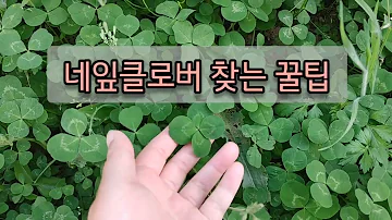 네잎클로버 찾는 꿀팁 | 네잎클로버 부자 나야 나!!