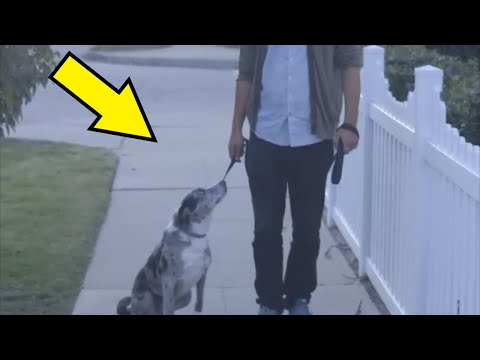 Video: Jolly Jet-Setter je turistički vodič za ukrcaj svog psa