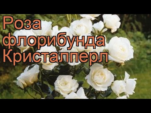 Роза флорибунда Кристалперл &#55356&#57151 роза Кристалперл обзор: как сажать саженцы розы Кристалперл