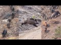 22 wild boar shots in 12 minutes best of hunting compilation