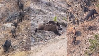 22 Wild Boar Shots In 12 Minutes Best Of Hunting Compilation