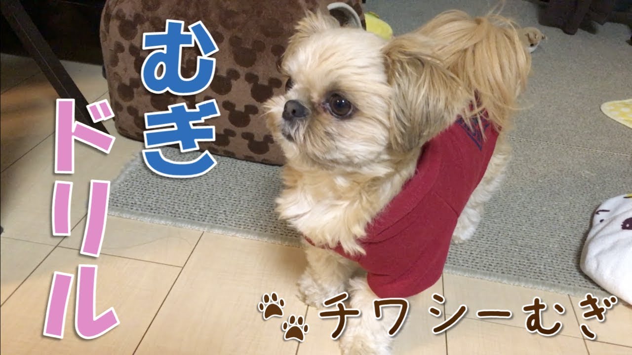 寝起きで体をブルブルさせる子犬【チワワ×シーズー】 YouTube