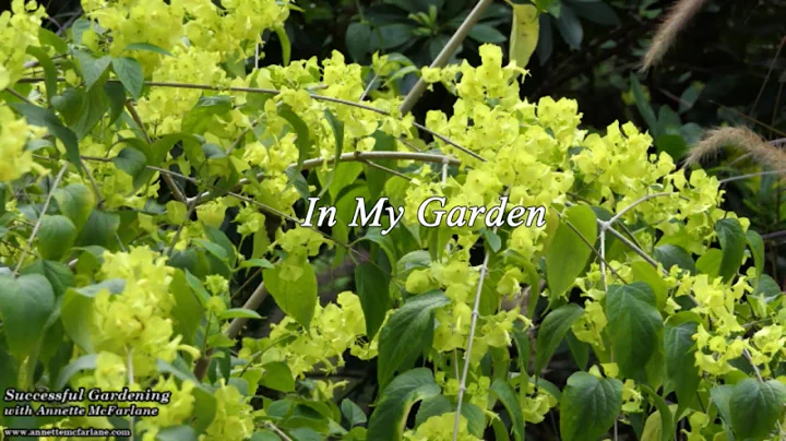 In My Garden