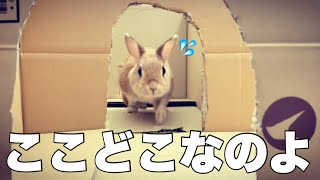 「夢の国いくよ」って急に連れ出されてパニックになるうさぎ　#995