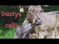 Dusty's calf and progress with the heifers