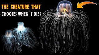 Immortal Jellyfish | The Creature That Can Live Forever | Info Construct Explained