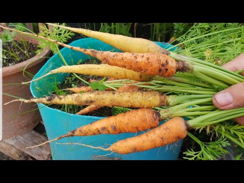 Video: Apakah Lobak Chantenay - Cara Menanam Lobak Chantenay Di Taman