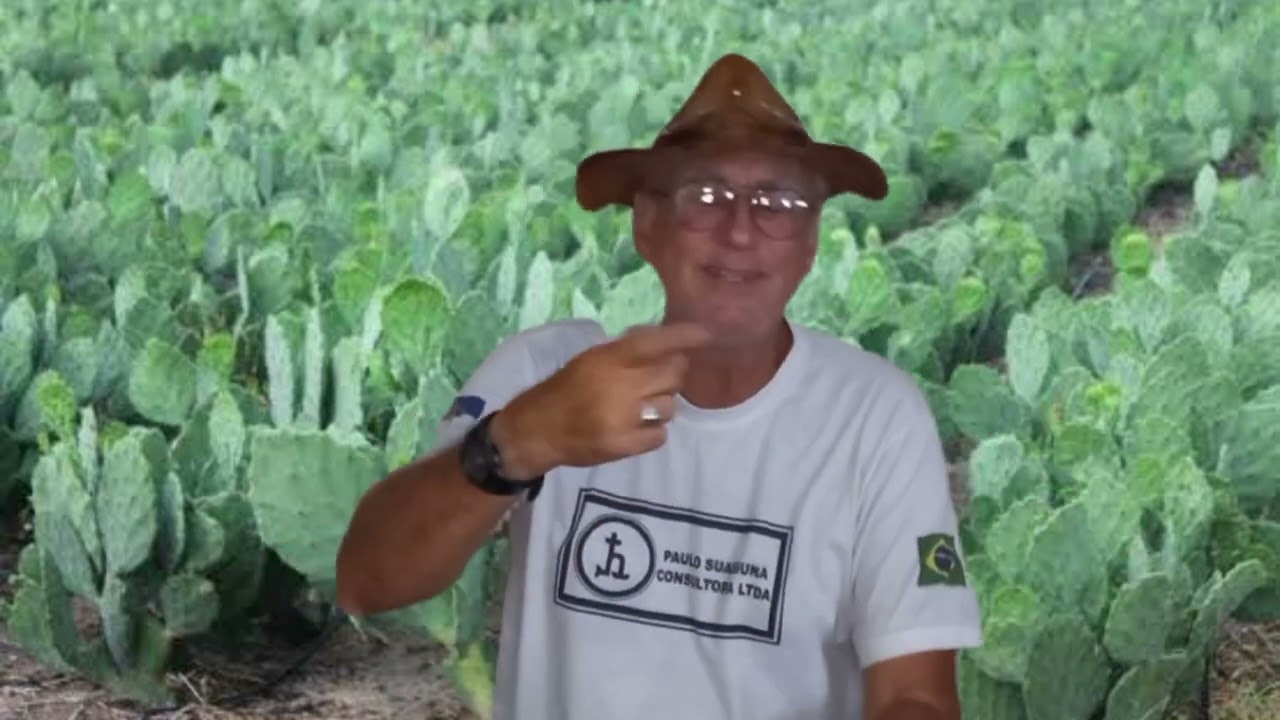 ORIENTAÇÕES SOBRE FERTILIZAÇÃO DA PALMA NO PRIMEIRO ANO DE CULTIVO