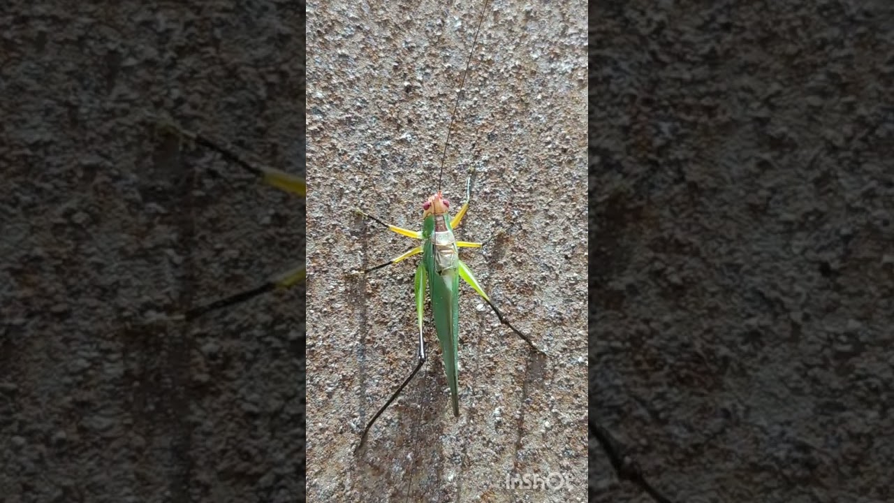 Orchelimum Gladiator cricket chirping