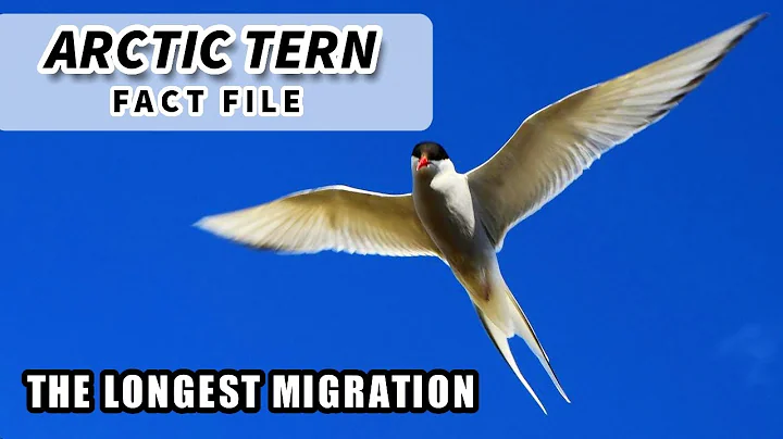 Arctic Tern Facts: the LONGEST MIGRATION | Animal Fact Files - DayDayNews