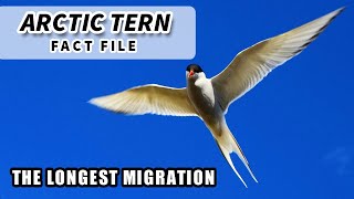 Arctic Tern Facts: the LONGEST MIGRATION | Animal Fact Files
