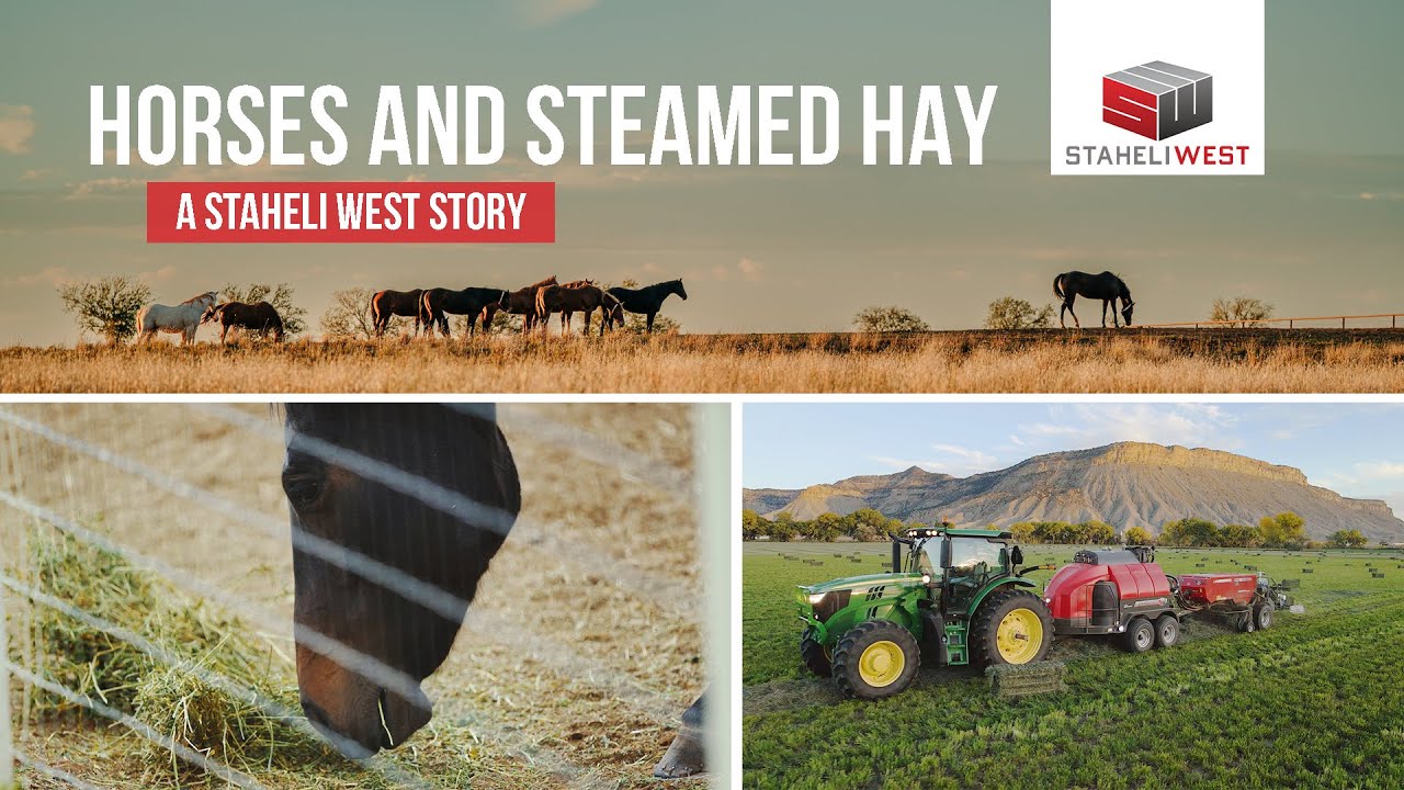 The Deckers Dewing Hay Coleman Racing Feeding DewPoint Steamed Hay