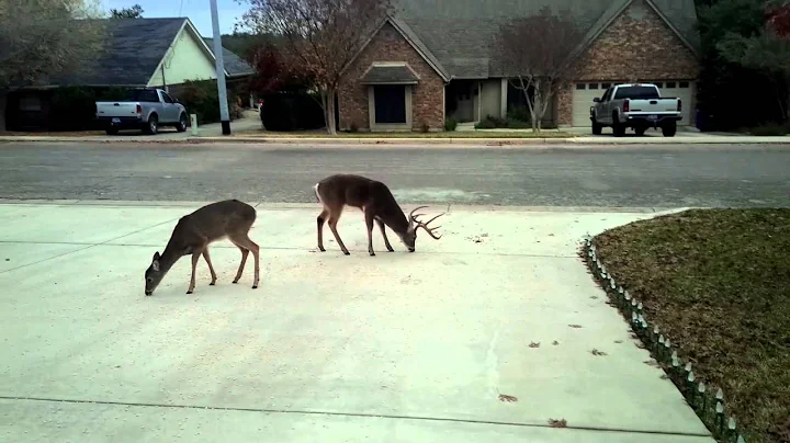 Deer on driveway on Xmas Day