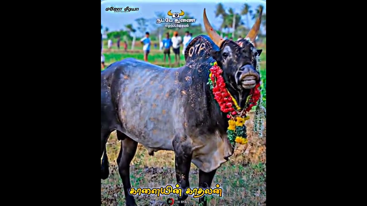 Manju virattu Kadhalan WhatsApp status tamil  Manjuvirattu  jallikattu  tamilmassstatus