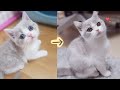아기 고양이는 100일동안 어떻게 컸을까? │새끼고양이 성장과정