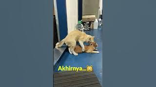 Download lagu Kucing kawin pertama kali 🙀