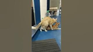 Kucing kawin pertama kali 🙀