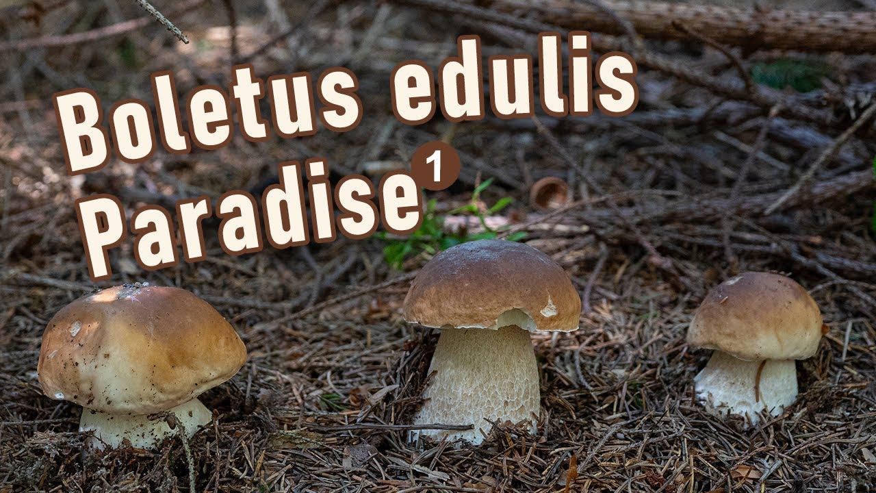 Boletus Edulis boletus-edulis