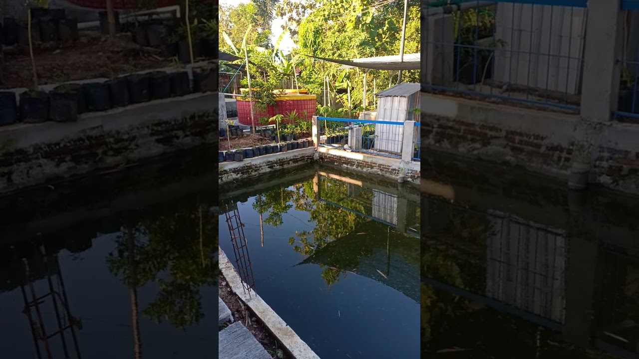 Membersihkan kolam terpal 