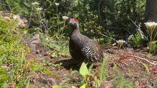 Spruce Grouse Calls (male) - Up-close in Banff National Park