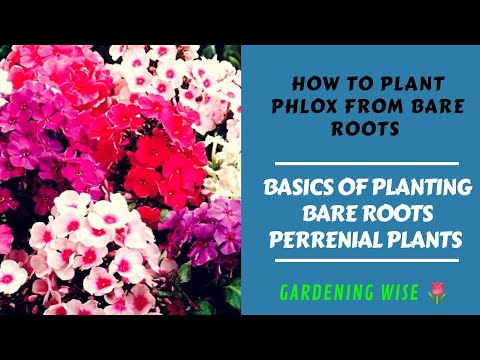 Basics of planting bare roots Part 3~ Growing Phlox from bareroots~ perrenial flowering plant