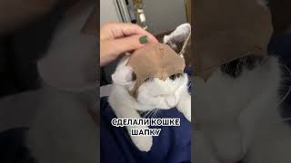 В следующий раз отправим гулять 😂 #рек #like #live #youtubeshorts #кошки #жиза #shorts #youtube