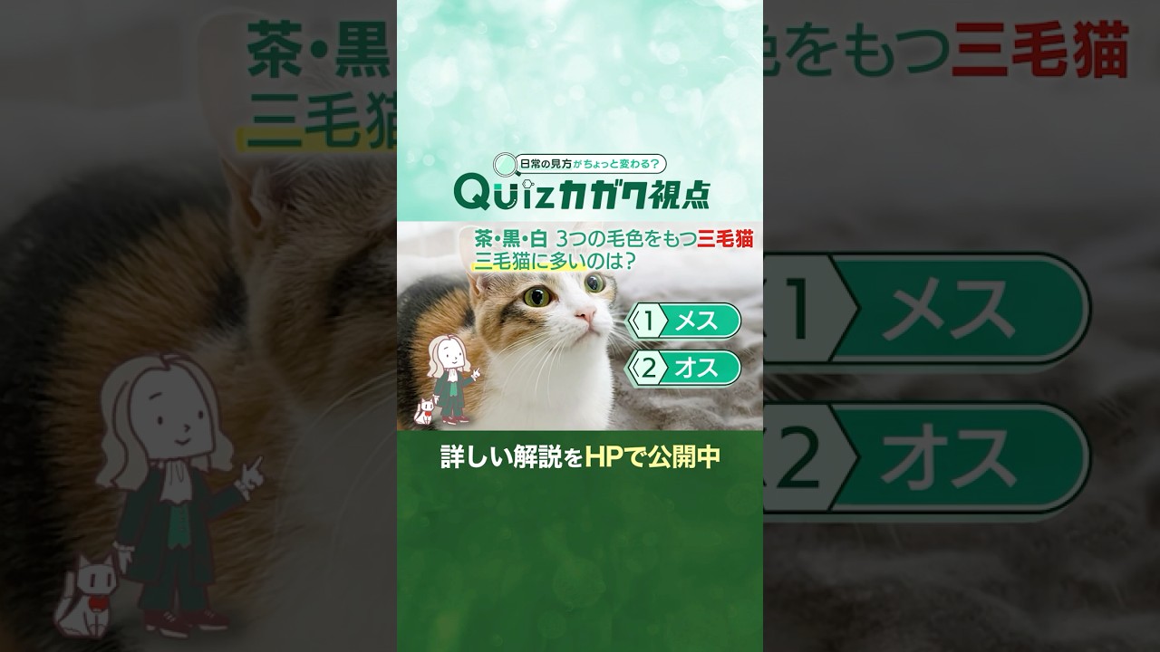 茶・黒・白 3つの毛色をもつ三毛猫。 三毛猫に多いのは？【Quizカガク