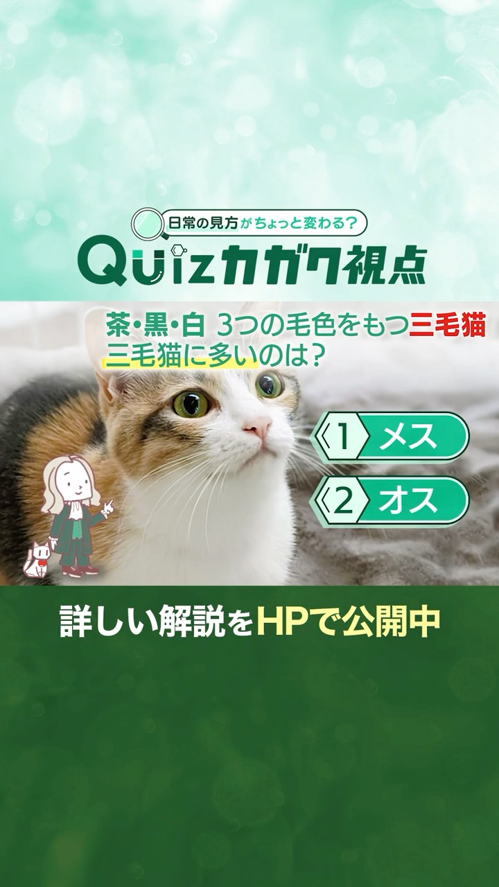 緑の木と三毛猫さん 茶・黒・白 3つの毛色をもつ三毛猫。 三毛猫に多いのは？【Quizカガク