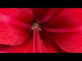 Flower Photography by Quentin Carpenter Natureofflowers