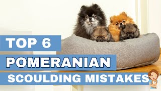 Pomeranian Discipline: 6 Mistakes Every Owner Should Avoid!