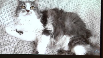 Quick & Dirty ARM Emulation - Travis Goodspeed