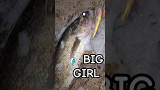 Big Mama Walleye Released 🎣