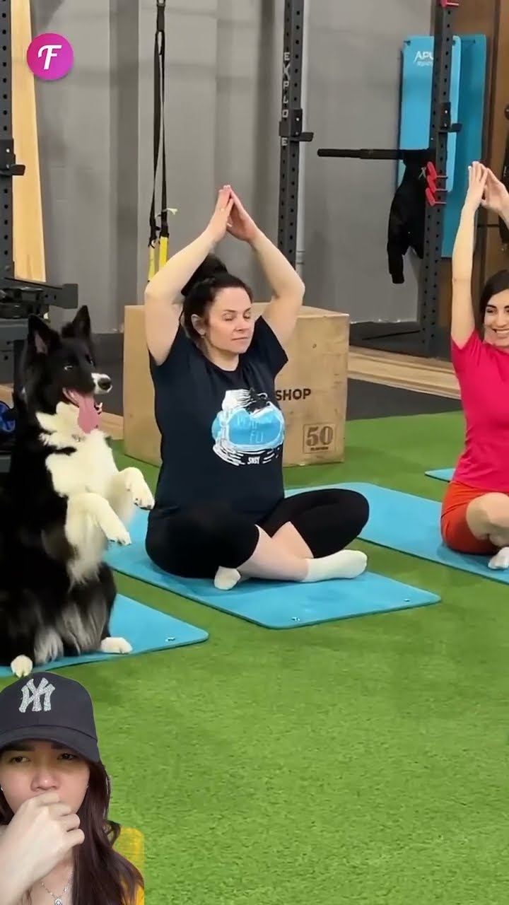 DOGY IKUT SENAM BIAR SEHAT ⁉️?