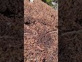 Myrstack 260308