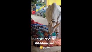 شوف الهنود ازاي بيعبدوا البقر وازاي يتباركوا بيها🙄#shorts#فيديوهات قصيره#مقاطع مضحكة#اضحك من قلبك