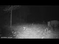 Пришел кабан , обзор избушки