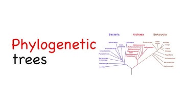 Phylogenetic trees [Evolution] | Biology | PhD in Science