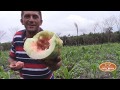 UM PASSEIO NA ROÇA DE TOCO PARA COMER MELANCIA - RECORDAÇÃO LÁ DA ROÇA