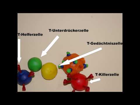 Video: Maßgeschneidertes Design Von NKT-stimulierenden Glykolipiden Zur Polarisierung Von Immunantworten