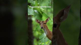Bandhavgarh Buffer Safari in Monsoon | The Wild Never Stops!