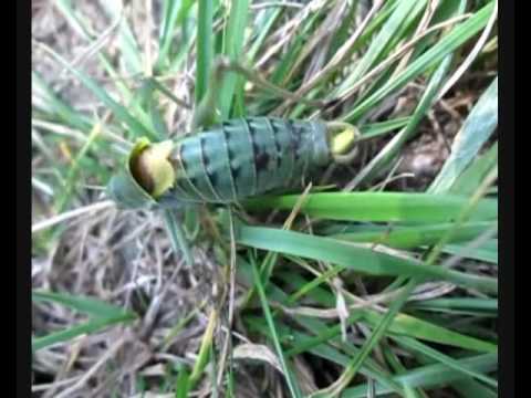 Video: Ako Sa Kobylka Líši Od Kobylky