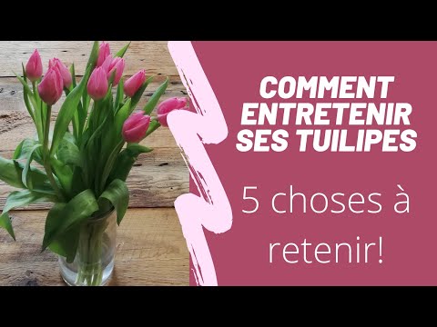 Vidéo: Comment prendre soin des tulipes coupées à la maison ?
