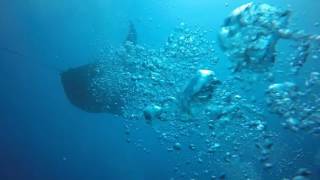 Mantas Maldives