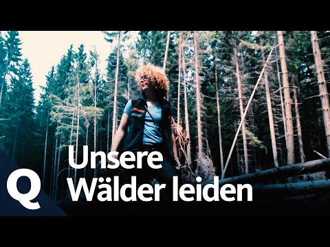 Waldsterben 2.0 – So schadet der Klimawandel unseren Wäldern | Quarks