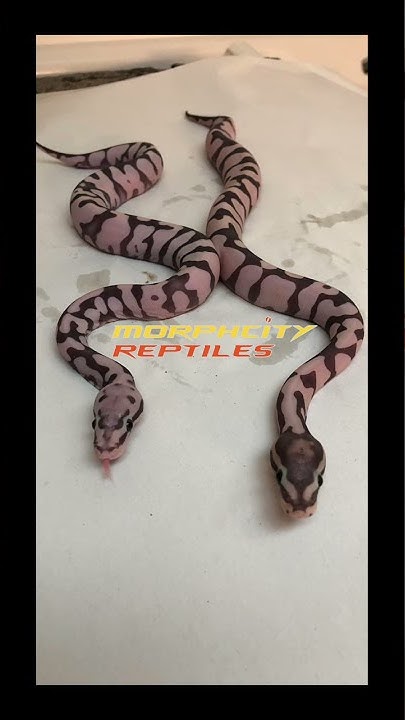 SCALELESS ball pythons 🥶 - YouTube