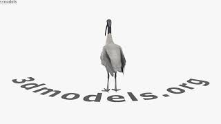 Ibis 3D model by 3DModels.org